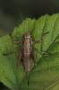 Pholidoptera griseoaptera